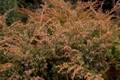 Juniperus communis Depressa Aurea IMG_9439 Jałowiec pospolity